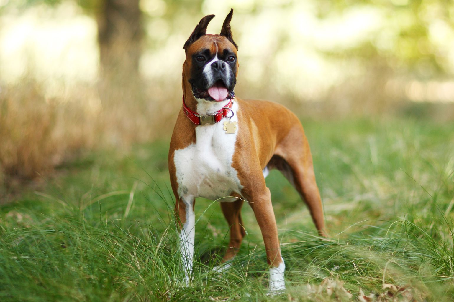  سگ نژاد باکسر (Boxer)